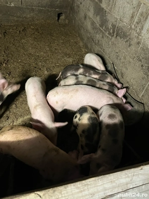 purcei de vanzare ! 