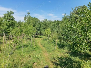 Casuta in zona linistita - imagine 5