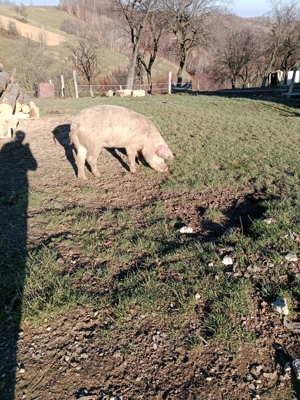 Purcea de vânzare de ținut sau tăiat 