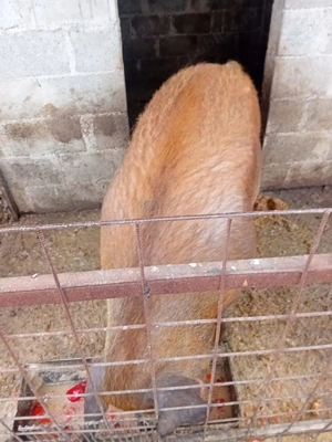 Porc duroc crescut cu hrana bio.