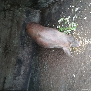 porc de vanzare  - imagine 4