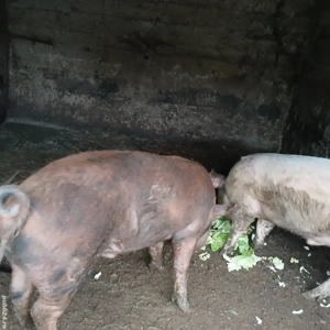 porc de vanzare  - imagine 2