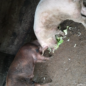 porc de vanzare  - imagine 3