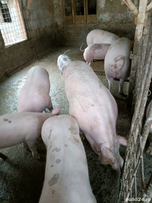 vand porci pentru Craciun - imagine 2