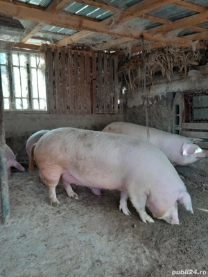 vand porci pentru Craciun - imagine 3