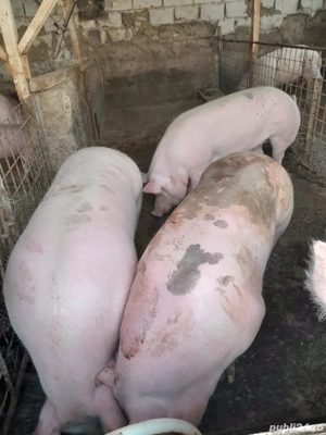 vand porci pentru Craciun