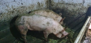 Porci de vânzare  - imagine 3