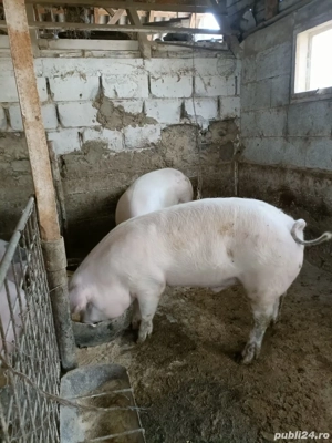 vand porci pentru Craciun - imagine 4