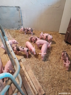 vand porci pentru Craciun - imagine 5