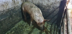 Porci de vânzare  - imagine 5