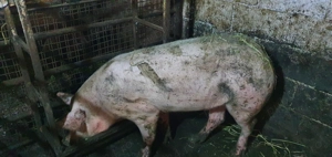 Porci de vânzare  - imagine 4