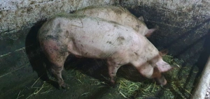 Porci de vânzare  - imagine 2