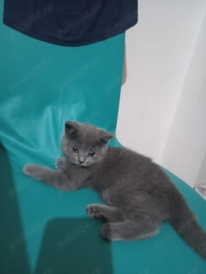 Pui de pisica fetiță  British rasa pura - imagine 2