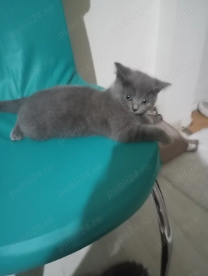 Pui de pisica fetiță  British rasa pura