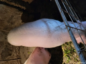 se vand doua purcele de carne - imagine 4