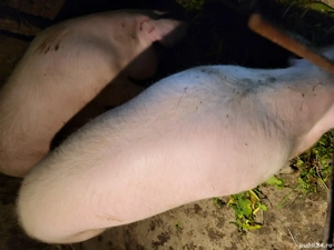 se vand doua purcele de carne - imagine 5