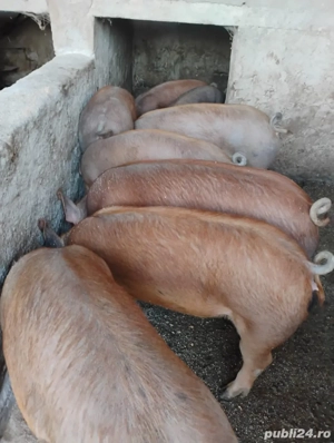 Porci Duroc