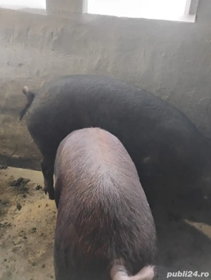 Porci Duroc - imagine 3