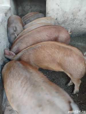 Porci Duroc - imagine 2