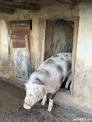 Vand porc de 120-150kg - imagine 2