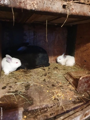 Iepuroaica Californian cu iepurasi  - imagine 3