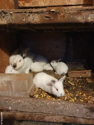 Iepuroaica Californian cu iepurasi  - imagine 2