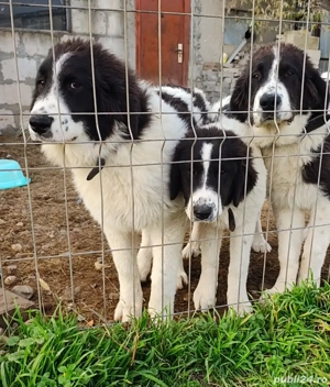 Ciobanesc de Bucovina 