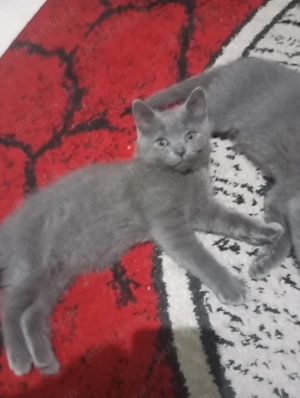 Pui de pisica motan british rasa pura 