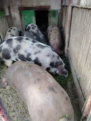 Vând porci petrain