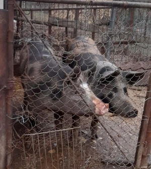 Porci de vanzare - imagine 5