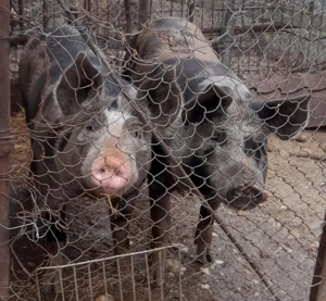 Porci de vanzare - imagine 3