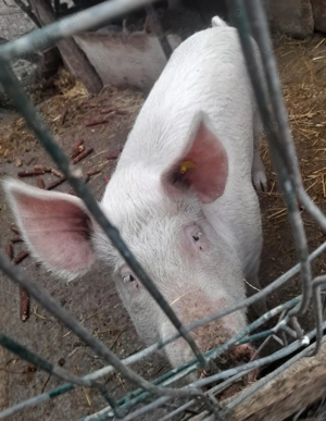 Porci de vanzare - imagine 4