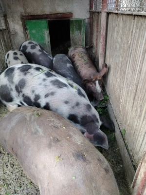 Vând porci petrain - imagine 3