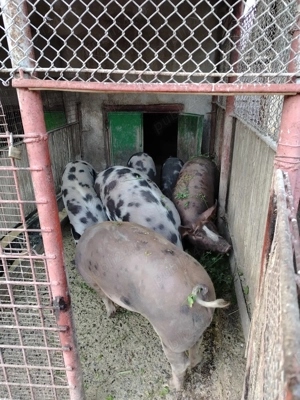 Vând porci petrain - imagine 2