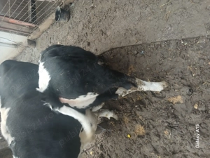 2 tăurași de 2 și 3 luni