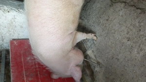 Porc de vânzare 