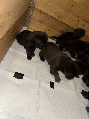 Pui Labrador Ciocolatiu