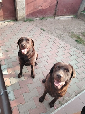 Pui Labrador retriever ciocolatiu - imagine 5