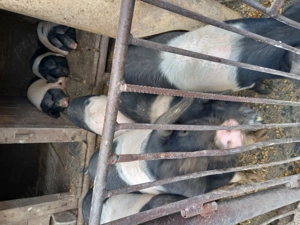 Porci pentru  sacrificat  sau creșterea  - imagine 2