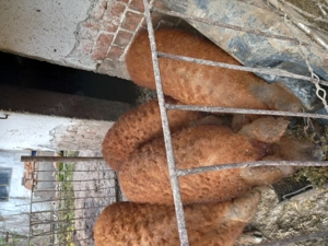 Porci pentru  sacrificat  sau creșterea  - imagine 5