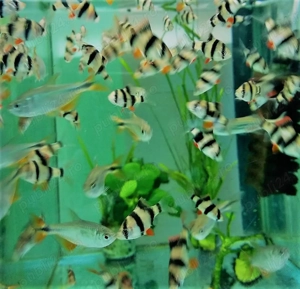 Pesti exotici - imagine 2