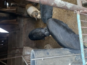 Porci de sacrificat    - imagine 2