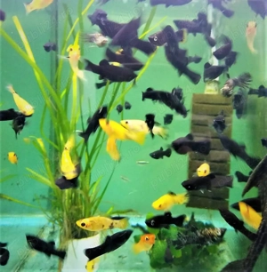 Pesti exotici - imagine 3