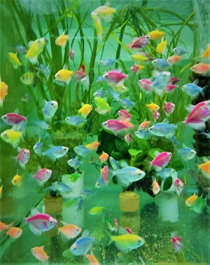 Pesti exotici - imagine 5