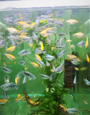 Pesti exotici - imagine 4