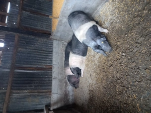 Porci pentru  sacrificat  sau creșterea  - imagine 3