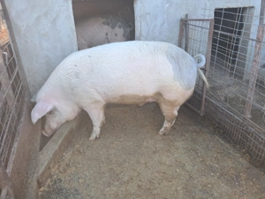 Porci de vanzare 