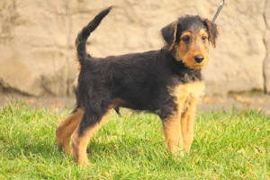 catei airedale terrier - imagine 2