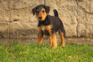 catei airedale terrier