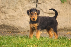 catei airedale terrier - imagine 3